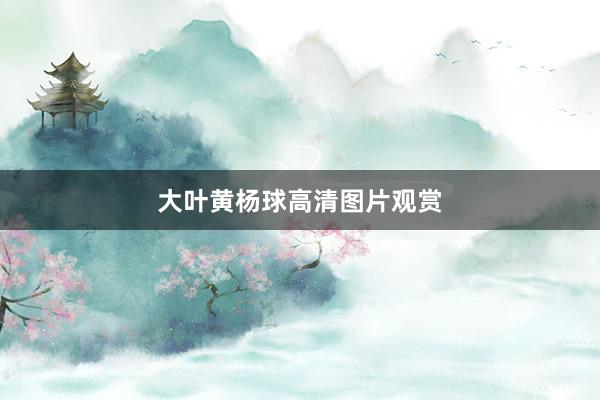 大叶黄杨球高清图片观赏